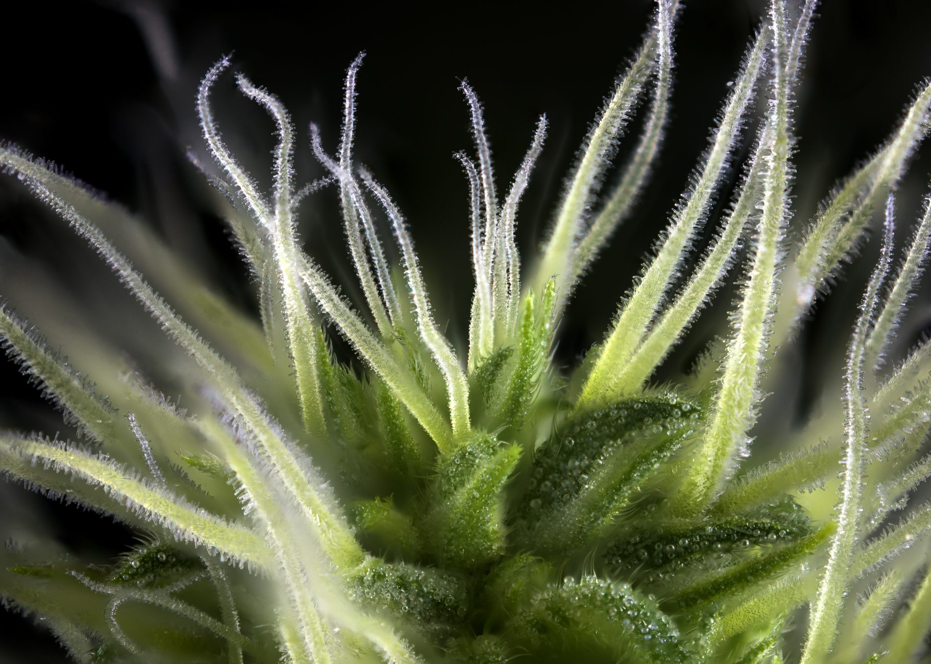 Abstract macro detail of cannabis bud